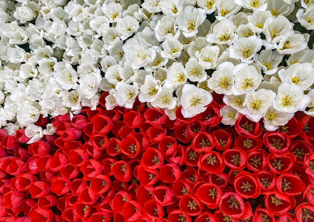 Wiosenne świeże Tulipany W Barwach Polskiej Flagi