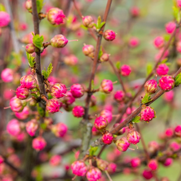 Wiosenne Tło Kwiatowy Wielu Pąków Różowej Sakura