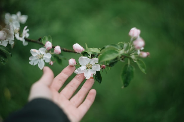 wiosenne tło z białymi kwiatami i liśćmi jabłoni Rozmycie tła kwiatu wiosny
