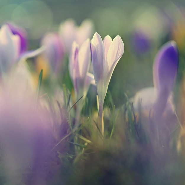 Wiosenne tło z kwiatami Natura i delikatne zdjęcie ze szczegółami kwitnących kolorowych krokusów na wiosnęCrocus vernus