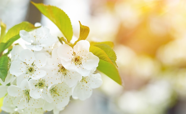 Zdjęcie wiosenne tło z kwiatami wiśni