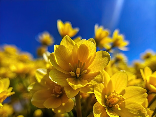 Wiosenne żółte kwiaty i niebieskie niebo bez chmur makro widok