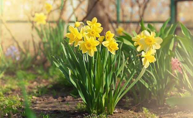 Wiosenne żółte kwiaty żonkila, obraz natury, zdjęcie makro z rozmytym tłem, 8 marca, dzień kobiet, koncepcja wiosna