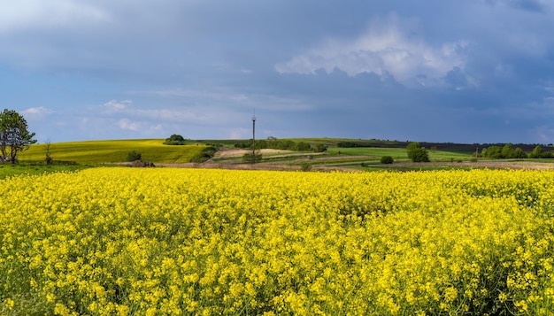 Wiosenne żółte kwitnące pola rzepaku widok błękitne niebo z chmurami w świetle słonecznym Naturalna sezonowa dobra pogoda klimat eko rolnictwo koncepcja piękna wsi