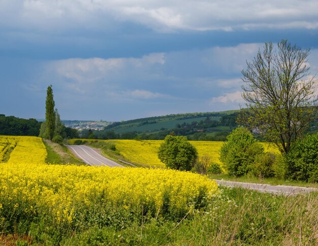 Wiosenne żółte kwitnące pola rzepaku