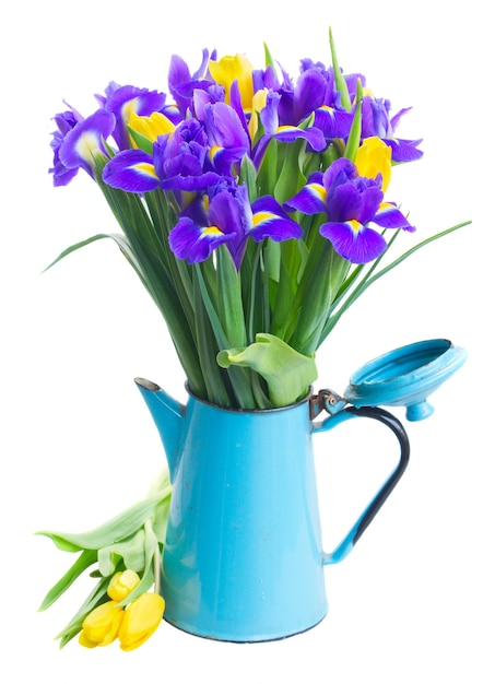 Wiosenne żółte tulipany i niebieskie irysy w niebieskim garnku na białym tle