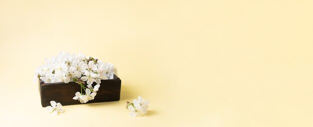 Wiosenny Baner, Drewniane Pudełko Z Białymi Kwiatami Wiśni Na żółto