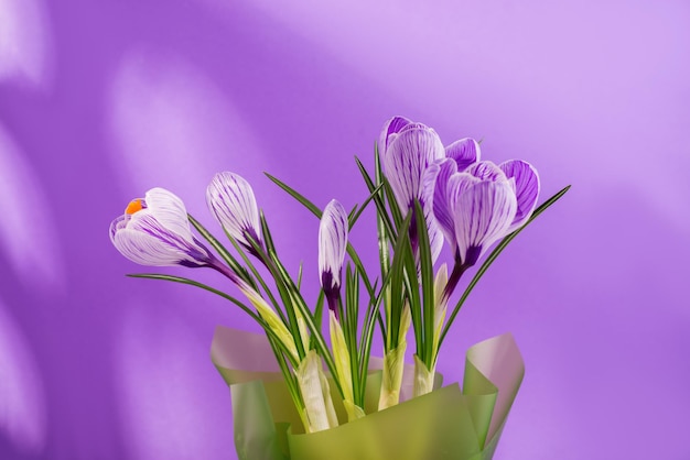 Wiosenny bukiet krokusów i kwiatów mimozy na tle trendu Very Peri kolor tła