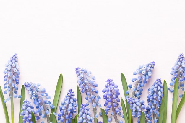 Wiosenny bukiet kwiatów muscari niebieski na białym tle