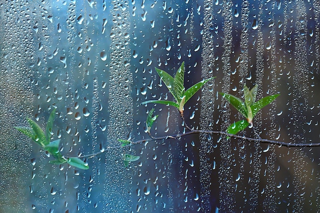wiosenny deszcz w lesie, świeże gałęzie pąków i młode liście z kroplami deszczu
