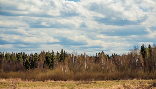 Wiosenny krajobraz lasów przyrodniczych z pochmurnym niebem Rosja Selektywne skupienie