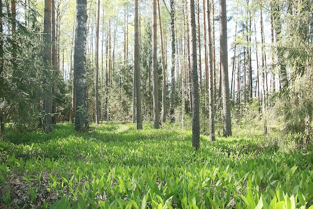 wiosenny krajobraz leśny sezonowy / zielone tło drzewa w lesie, świeża wiosna słoneczny krajobraz w przyrodzie, koncepcja eko