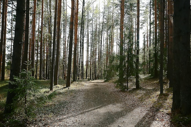 wiosenny krajobraz leśny sezonowy / zielone tło drzewa w lesie, świeża wiosna słoneczny krajobraz w przyrodzie, koncepcja eko