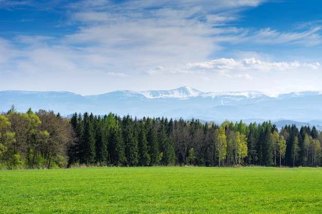 Wiosenny krajobraz. Pole obsianych owsów, lasów i gór.