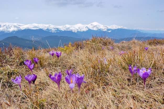 Wiosenny krajobraz w górach z pierwszym kwitnieniem krokusów