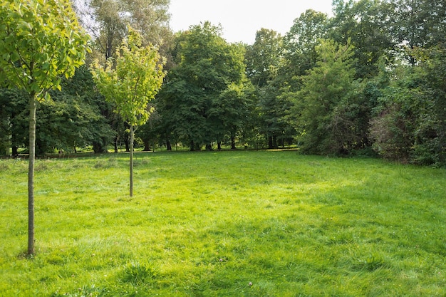 Wiosenny krajobraz w zielonym lesie