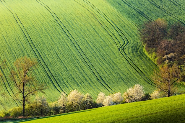 Wiosenny krajobraz z kwitnącymi drzewami kwitnącymi