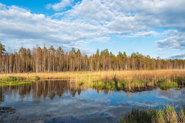 Wiosenny krajobraz z płaskimi bagnami i rzeką na brzegu rzadkiego lasu w pogodny słoneczny dzień Bagna równina Nadbrzeżne tereny podmokłe widok na bagna rzeczne w wiosenny dzień