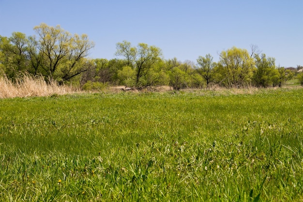 Wiosenny krajobraz z zieloną łąką i drzewami