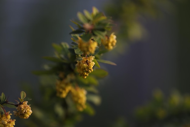 Wiosenny kwiat berberysu. Żółte kwiaty