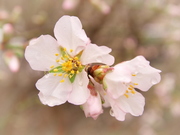 Wiosenny kwiat na drzewie Element projektu