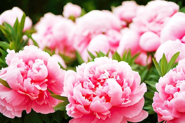 Wiosenny kwiat pięknych różowych piwonii w parku