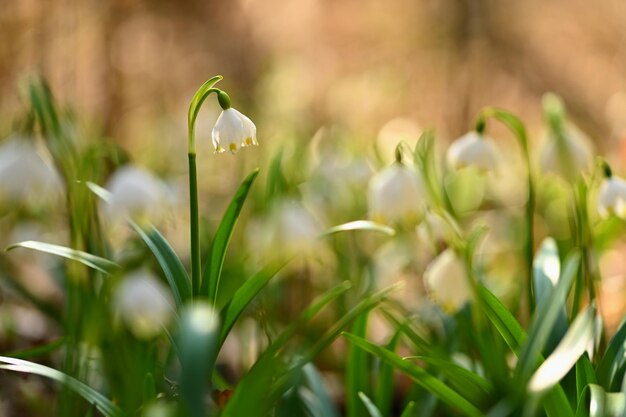 Wiosenny kwiat śnieżynki Leucojum vernumxDxABPiękny biały wiosenny kwiat w lesie Kolorowe naturalne tło
