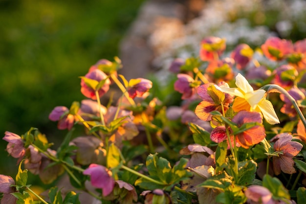 Wiosenny kwietnik z kwiatami o zachodzie słońca