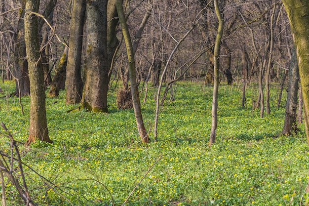 Wiosenny las pokryty żonkilami