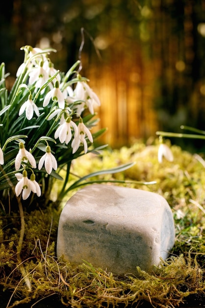 Wiosenny las przebiśniegi piękny pierwszy kwiat wiosenne białe kwiaty na mchu w dzikim lesie Kostka kamień jako podium wyświetlacza dla naturalnych produktów ekologicznych Kreatywny układ Koncepcja reklamy natury
