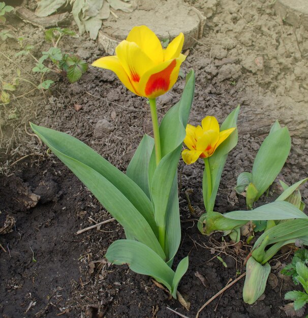 Wiosenny ogród z pasiastymi tulipanami Stresa Piękna wiosenna przyroda