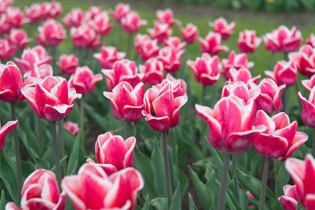 Wiosenny park krajobrazowy kraj tulipanów piękno kwitnących pól słynny festiwal tulipanów Natura tło grupa różowych wakacyjnych kwietników tulipanów Kwitnące pola tulipanów W harmonii z naturą