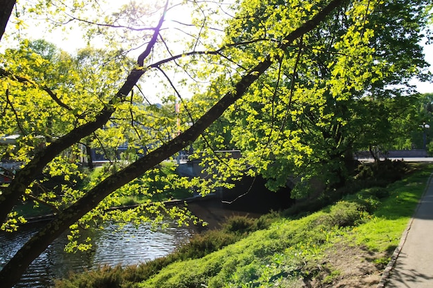 Wiosenny sezon kwitnienia w miejskim parku publicznym