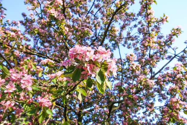 Wiosenny sezon kwitnienia w miejskim parku publicznym