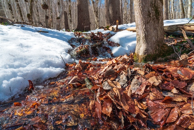 Wiosenny strumień w lesie. Topniejący śnieg