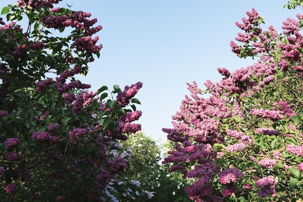 Wiosenny widok na ogród botaniczny