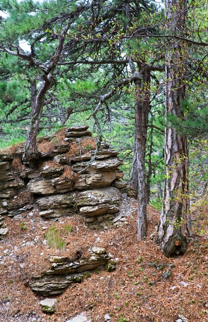 Wiosenny widok na zbocze góry Aj-Petri (Krym, Ukraina)