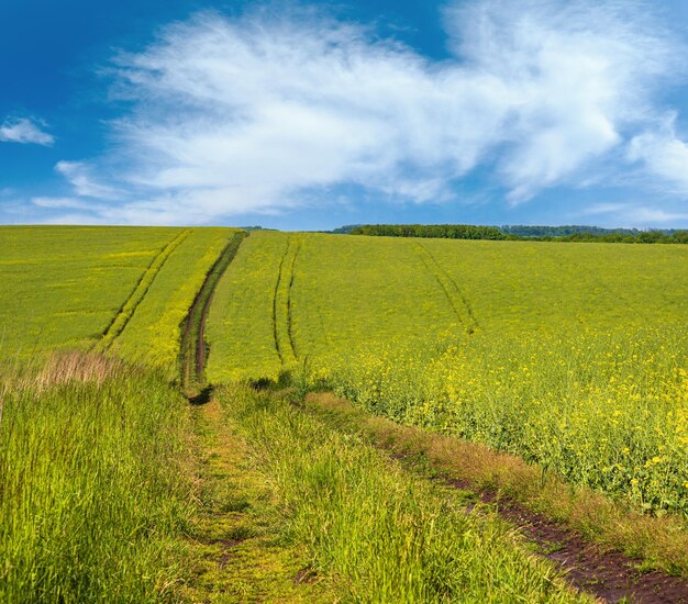 Wiosenny widok z żółtymi kwitnącymi polami rzepaku i brudną drogą błękitne niebo z chmurami Naturalna sezonowa dobra pogoda klimat eko rolnictwo koncepcja piękna wsi