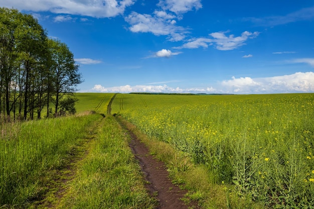 Wiosenny widok z żółtymi kwitnącymi polami rzepaku mały gaj i brudna droga błękitne niebo z chmurami Naturalna sezonowa dobra pogoda klimat eko rolnictwo koncepcja piękna wsi