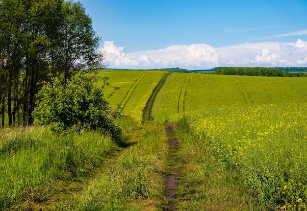 Wiosenny widok z żółtymi kwitnącymi polami rzepaku mały gaj i brudna droga błękitne niebo z chmurami Naturalna sezonowa dobra pogoda klimat eko rolnictwo koncepcja piękna wsi