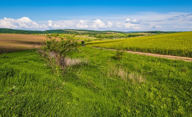 Wiosenny wiejski widok z brudną drogą rzepaku żółte kwitnące pola wieś wzgórza Ukraina Obwód lwowski