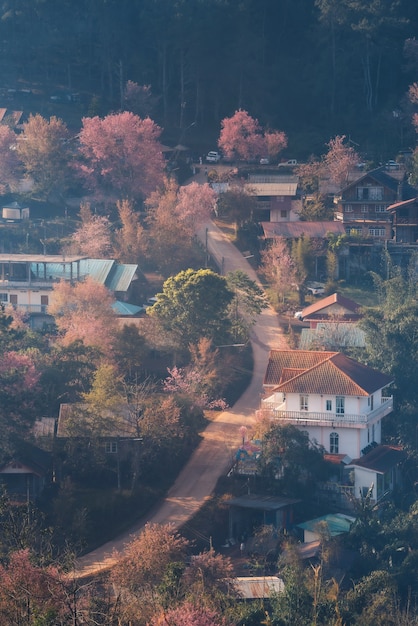 Wioska Rong Kla I Drzewo Sakura O Wschodzie Słońca W Parku Narodowym Phu Hin Rong Kla, Prowincja Phitsanulok, Tajlandia