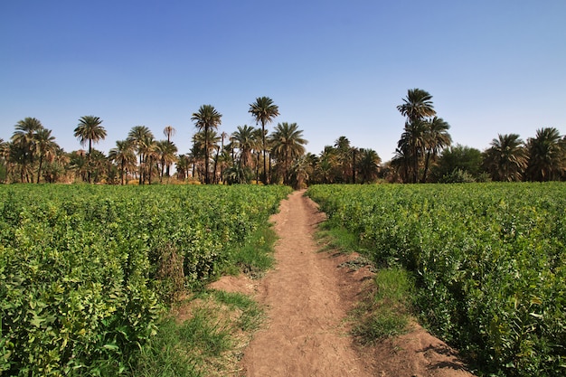 Wioska Sudanu na Nilu