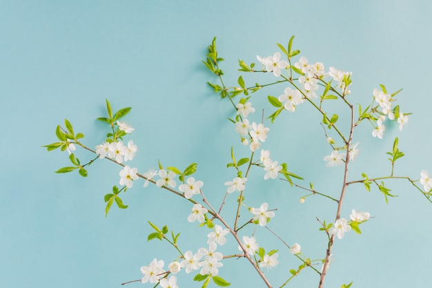 Wiosna biały kwiat wiśni drzewa na pastelowym niebieskim tle