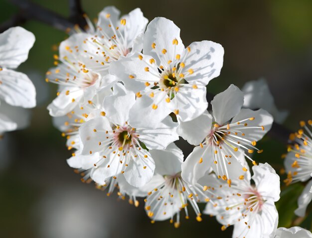 Wiosna. Blossoming tree brunch z białymi kwiatami.