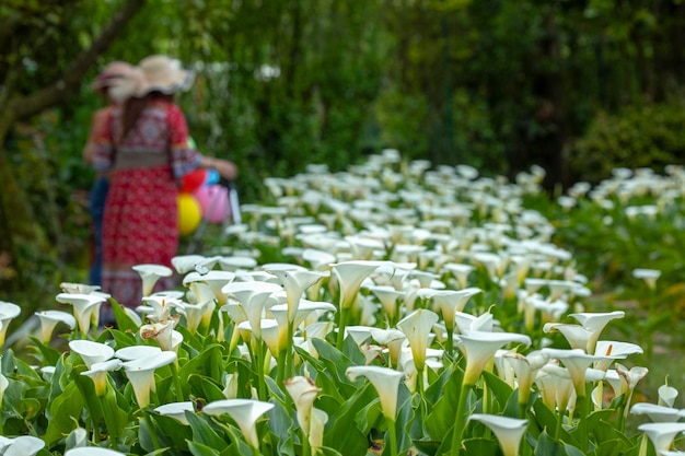 Wiosna calla lily park ozdobnych białych calla lily turyści calla lily kwiaty