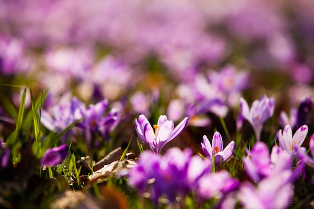 Wiosna dywan szafranu i trawy w parku. Piękne kwiaty natury dla inspiracji. Wersja tilf-shift