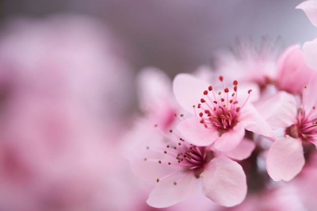 Wiosną granica wiosna kwiat i kwiatowy natura kwietnia na niebieskim tle Gałęzie kwitnących makro moreli z nieostrością z miejsca kopiowania Wiosna