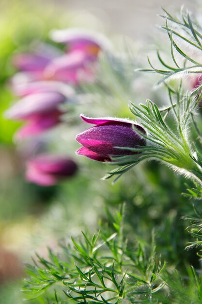 Wiosna jasnofioletowa Pasqueflower (Pulsatilla vernalis) z kwitnącymi puszystymi parami