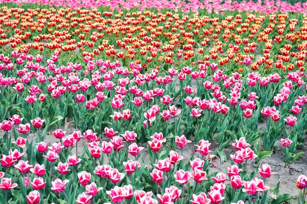 Wiosna jest wszędzie Kwitnące pola tulipanów wiosna park krajobrazowy kraj tulipanów piękno kwitnących pól słynny festiwal tulipanów tło natura grupa kolorowych wakacyjnych kwietników tulipanów